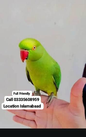Hand Tamed Full Friendly Green Ring Neck Male Parrot Jumbo Size