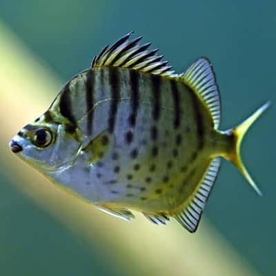 Meat family Fish