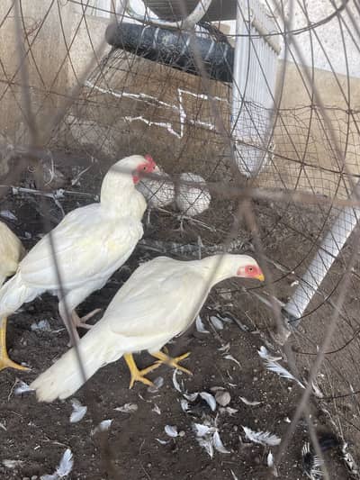 2 male 1 female