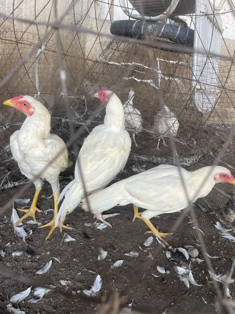 2 male 1 female — photo 2