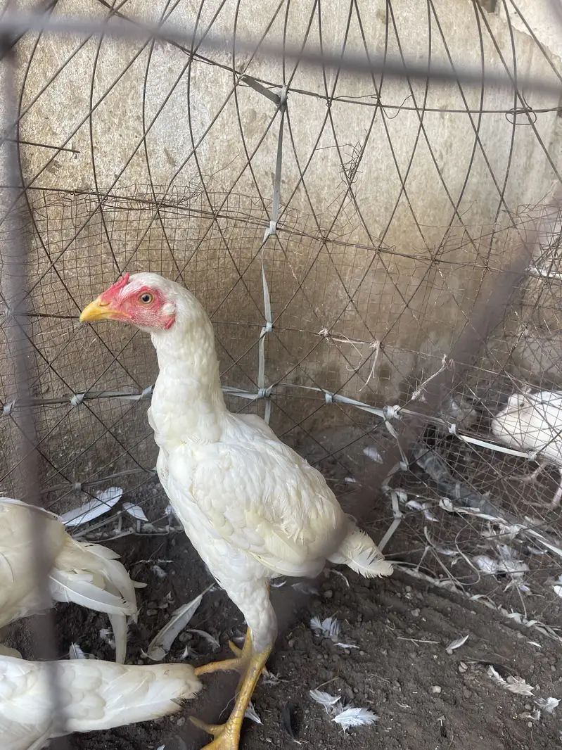 2 male 1 female — photo 3
