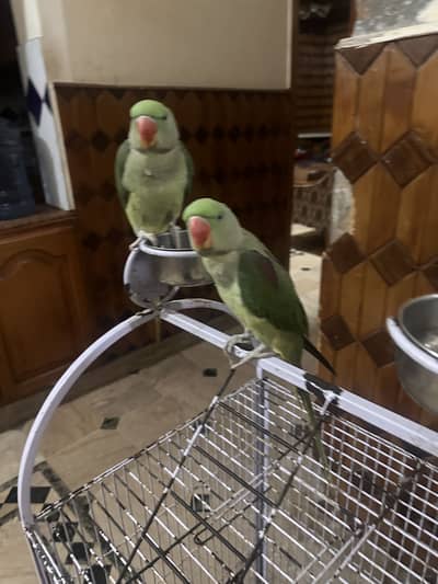 Raw parrots for sale