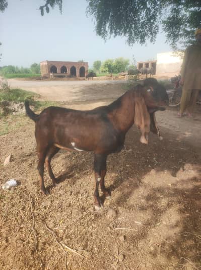 بریڈر