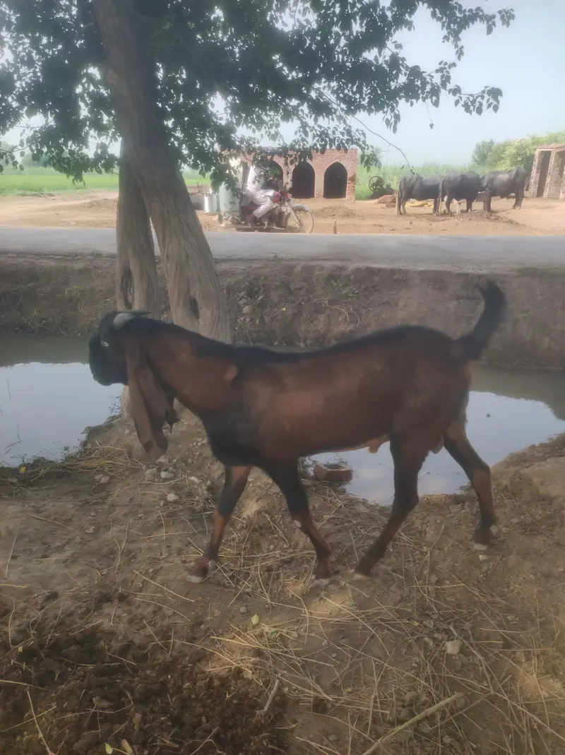 بریڈر — photo 2