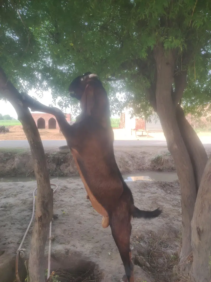 بریڈر — photo 3