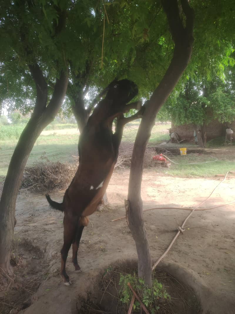 بریڈر 3