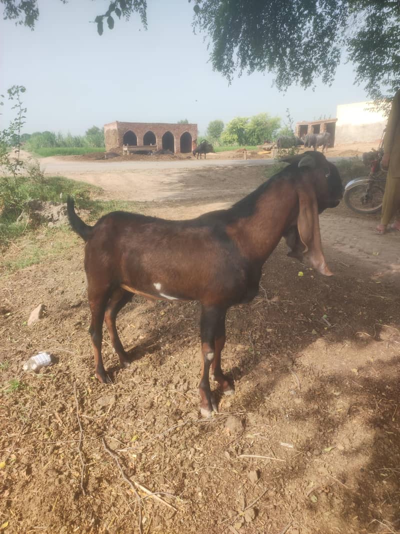بریڈر 4