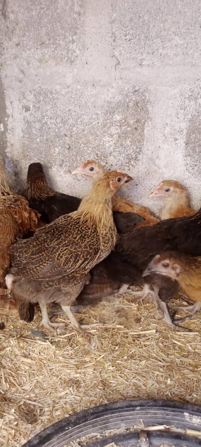 GOLDEN MISRI FEMALE