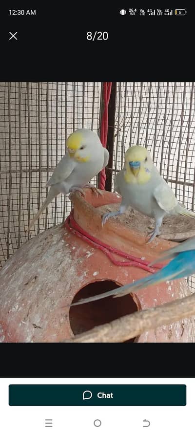 Rainbow Parrot Australian Bajri Budgie