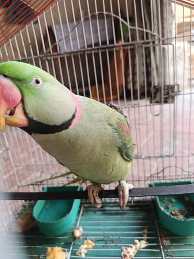 Talking Kashmiri Raw Parrot