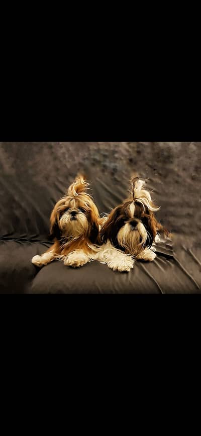 URGENT Pregnant 2 female, 1 male 3 shihtzu dogs Microchip Pedigree