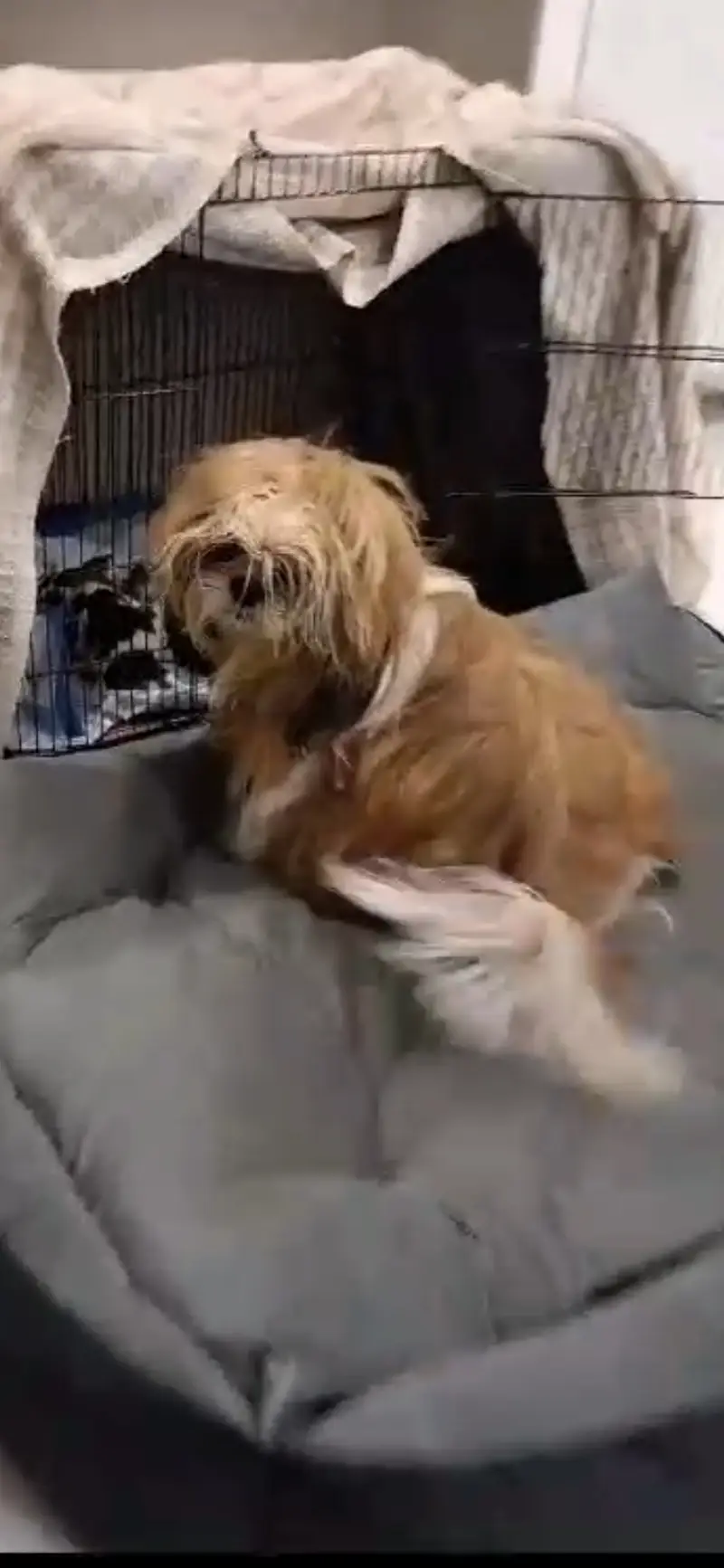 URGENT Pregnant 2 female, 1 male 3 shihtzu dogs Microchip Pedigree — photo 2