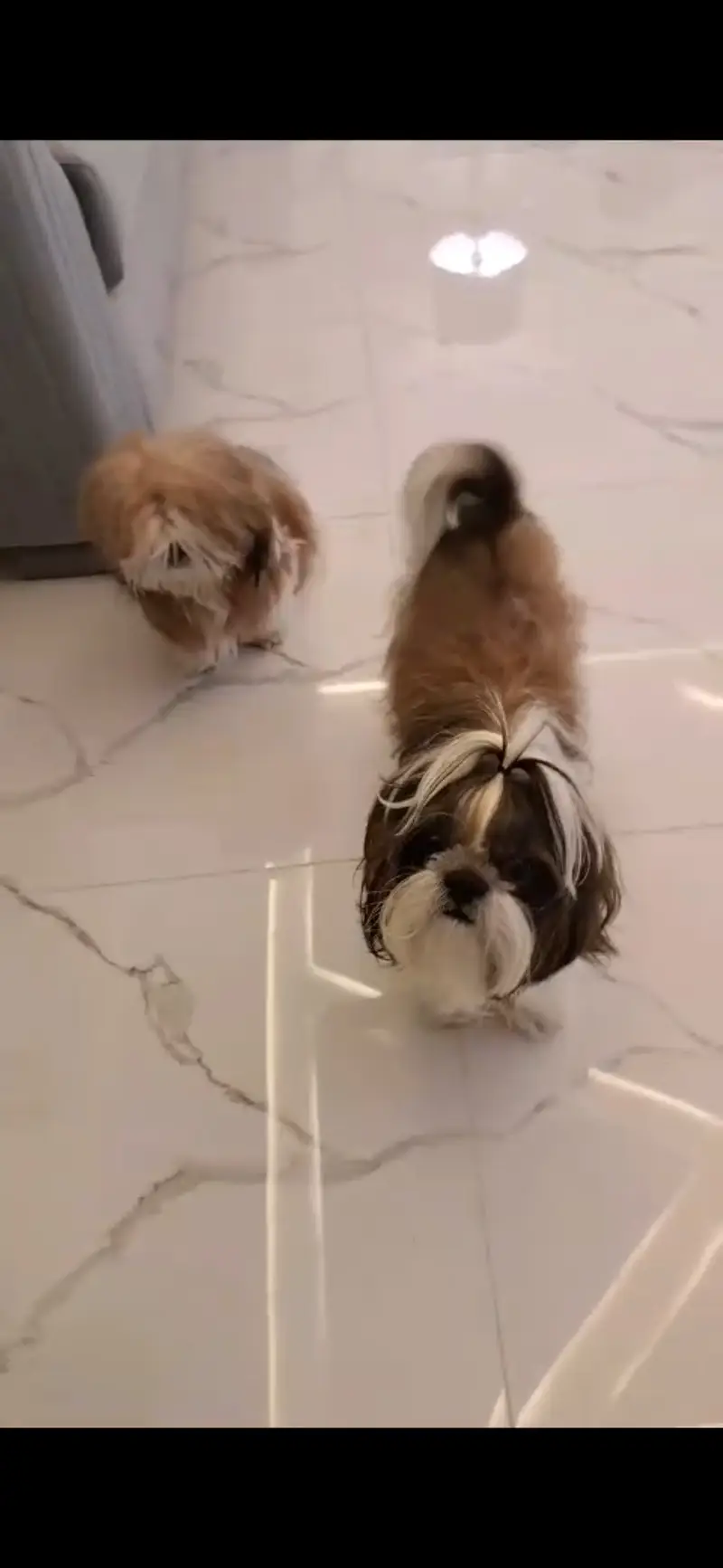 URGENT Pregnant 2 female, 1 male 3 shihtzu dogs Microchip Pedigree — photo 3