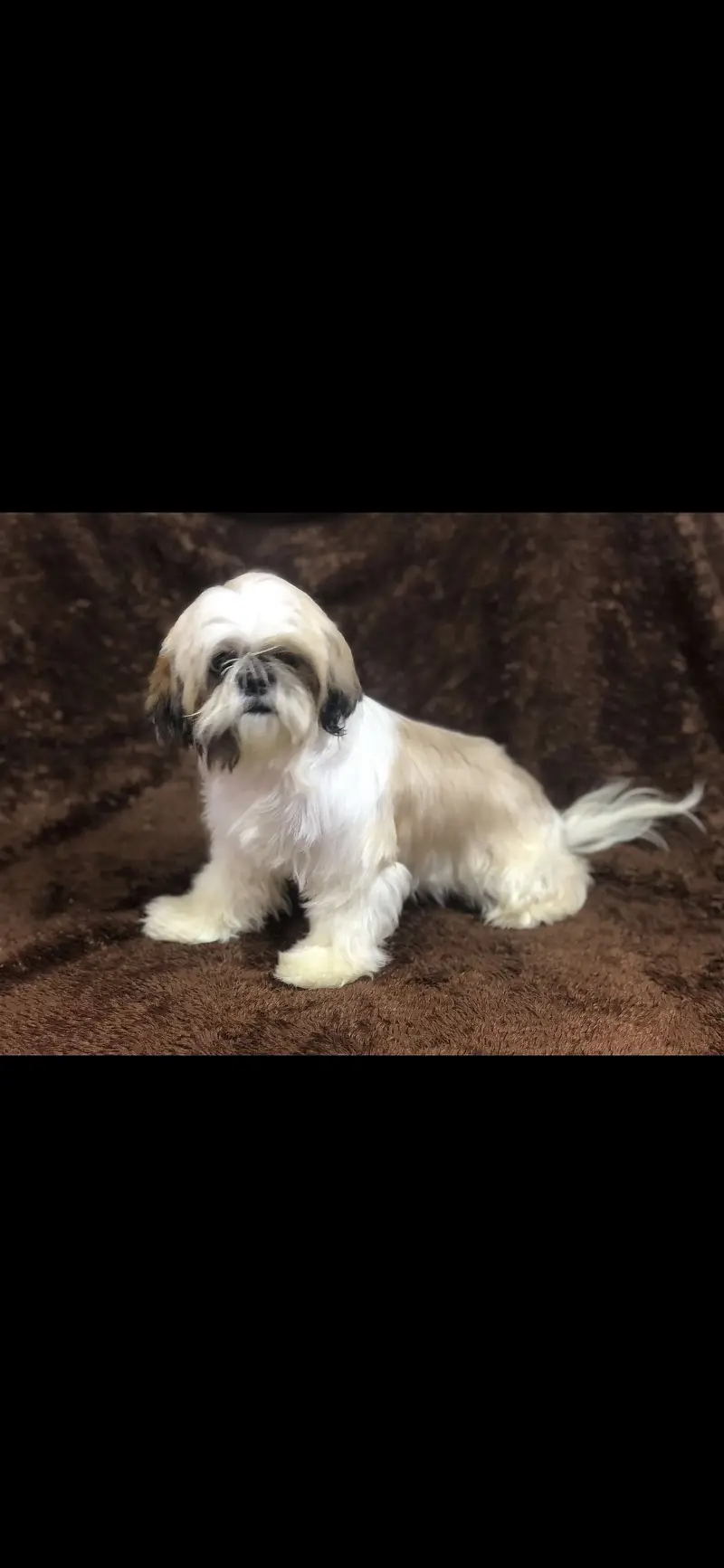 URGENT Pregnant 2 female, 1 male 3 shihtzu dogs Microchip Pedigree — photo 4