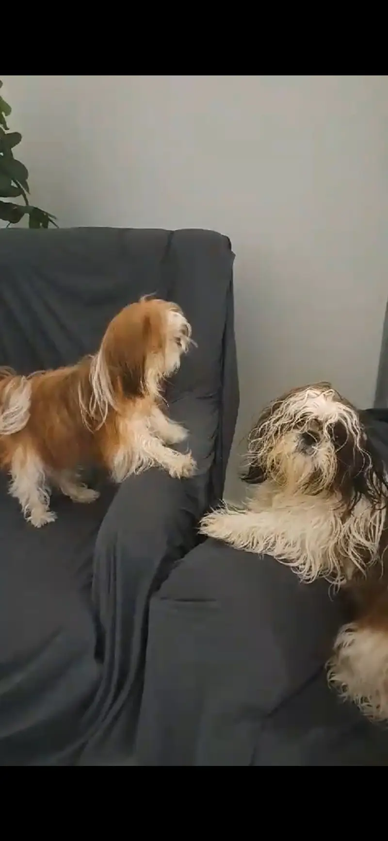 URGENT Pregnant 2 female, 1 male 3 shihtzu dogs Microchip Pedigree — photo 5