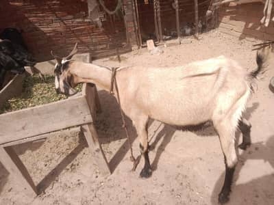 urgent God for sale char bakri WhatsApp number 03206819426