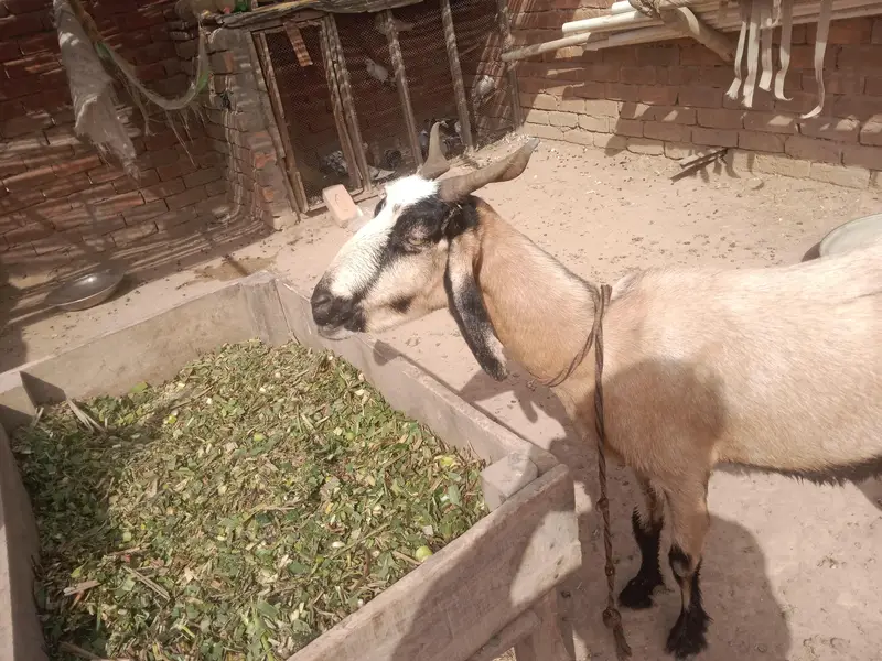 urgent God for sale char bakri WhatsApp number 03206819426 — photo 2
