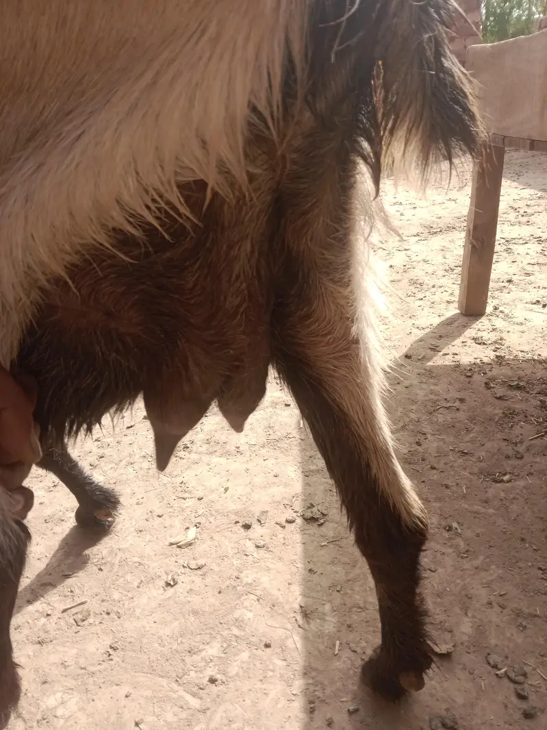 urgent God for sale char bakri WhatsApp number 03206819426 — photo 3