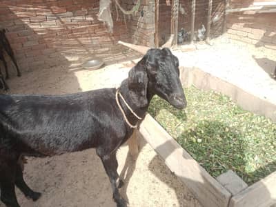 urgent God for sale char bakri WhatsApp number 03206819426
