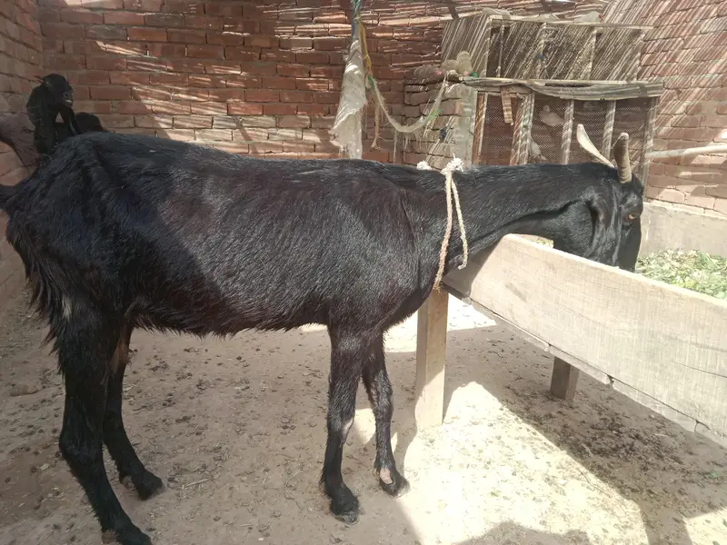 urgent God for sale char bakri WhatsApp number 03206819426 — photo 5