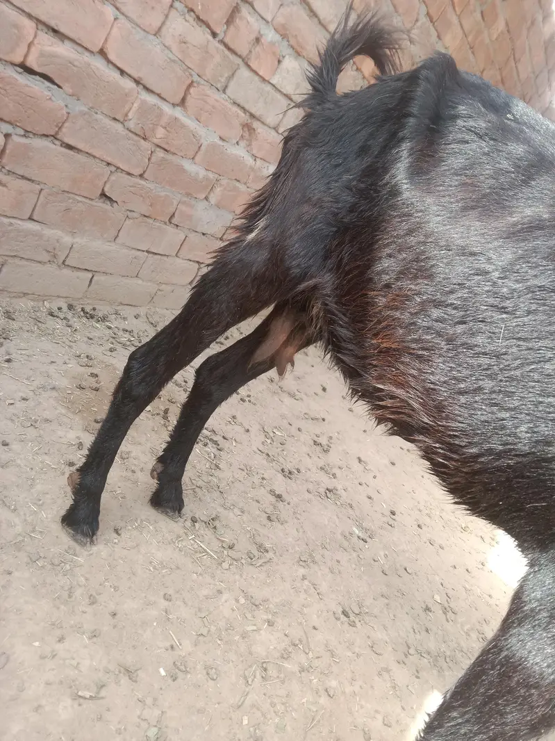 urgent God for sale char bakri WhatsApp number 03206819426 — photo 6