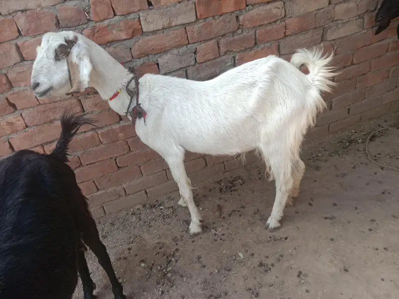 urgent God for sale char bakri WhatsApp number 03206819426 — photo 7