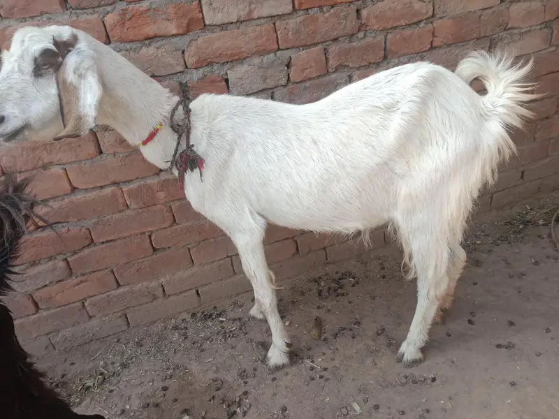 urgent God for sale char bakri WhatsApp number 03206819426 — photo 8