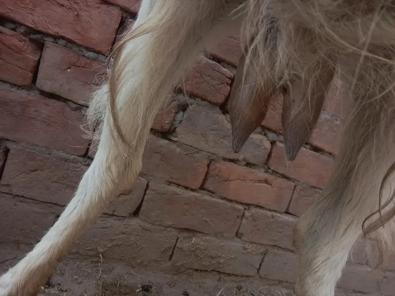 urgent God for sale char bakri WhatsApp number 03206819426 — photo 9