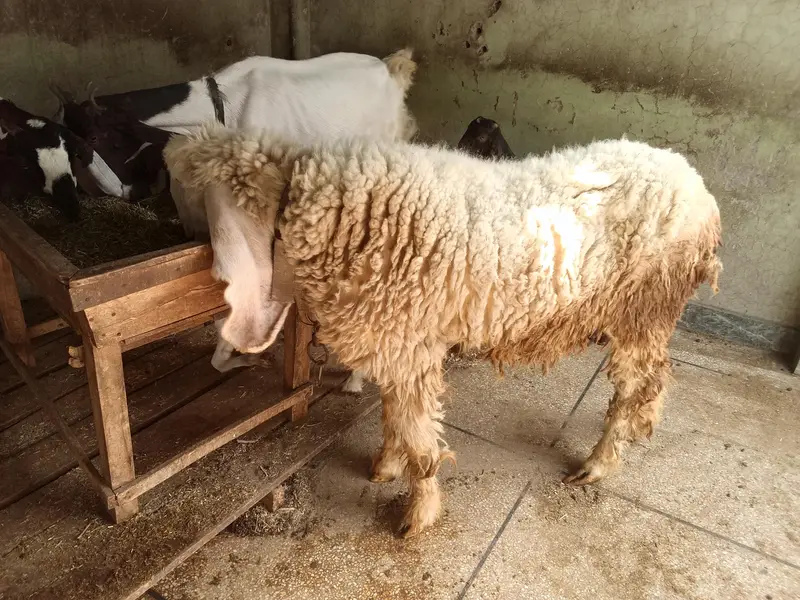 kajli female — photo 3