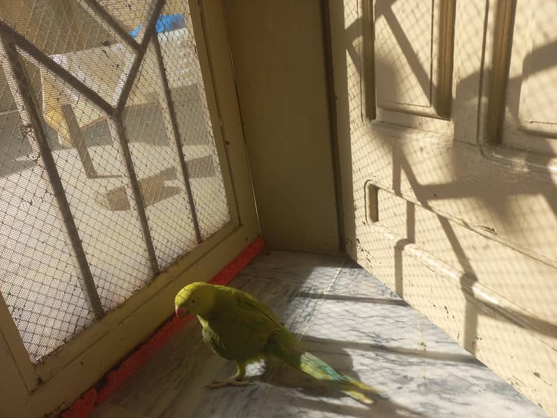 RAW PARROT PAIR 1