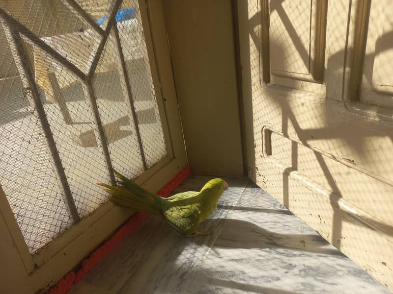RAW PARROT PAIR 2
