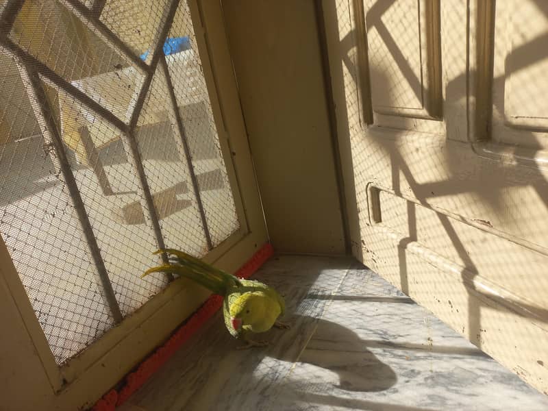 RAW PARROT PAIR 3
