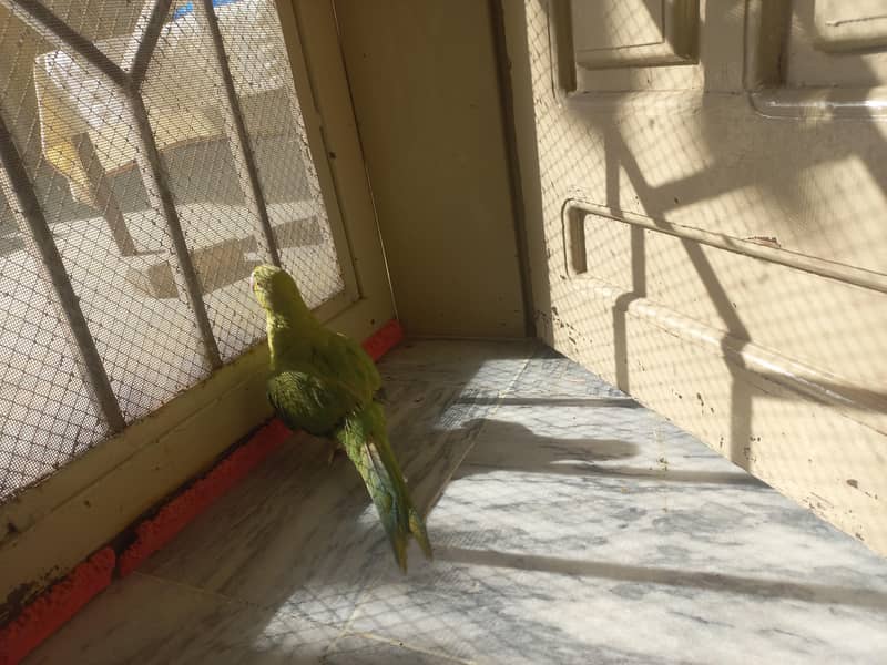 RAW PARROT PAIR 5