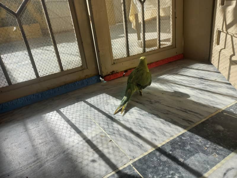 RAW PARROT PAIR 6