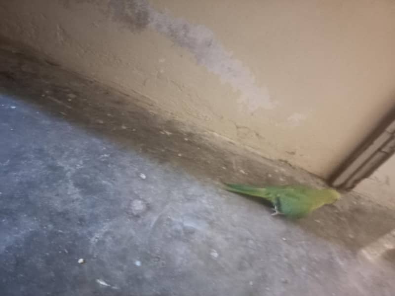 RAW PARROT PAIR 7