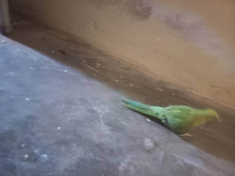 RAW PARROT PAIR 8