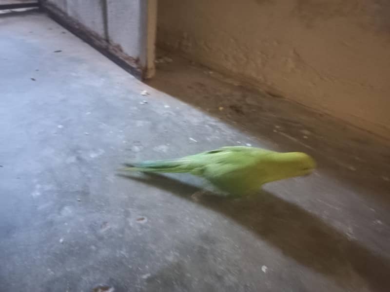 RAW PARROT PAIR 9