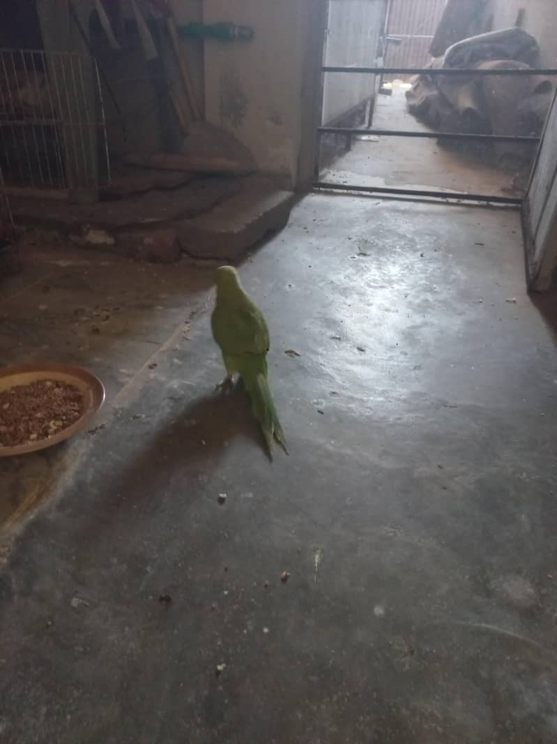 RAW PARROT PAIR 10