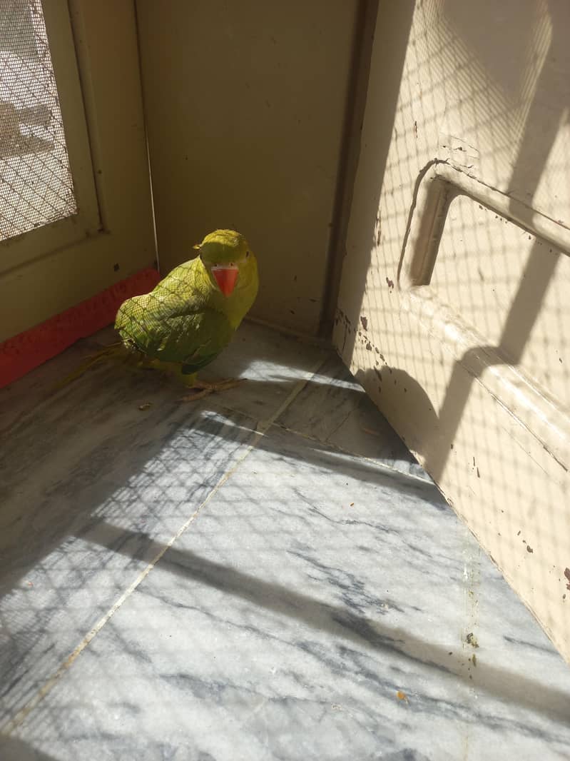 RAW PARROT PAIR 11