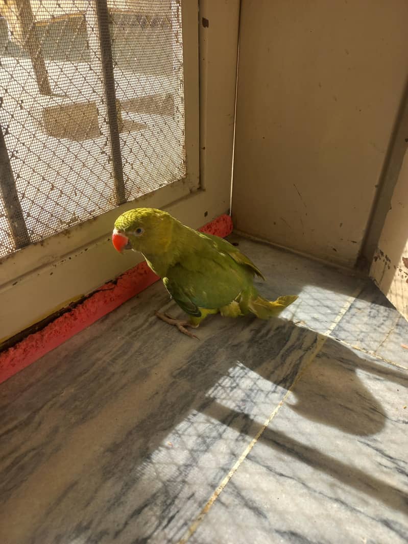 RAW PARROT PAIR 12
