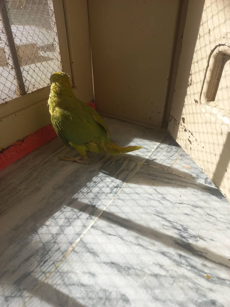 RAW PARROT PAIR 13