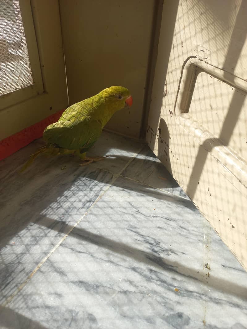 RAW PARROT PAIR 14