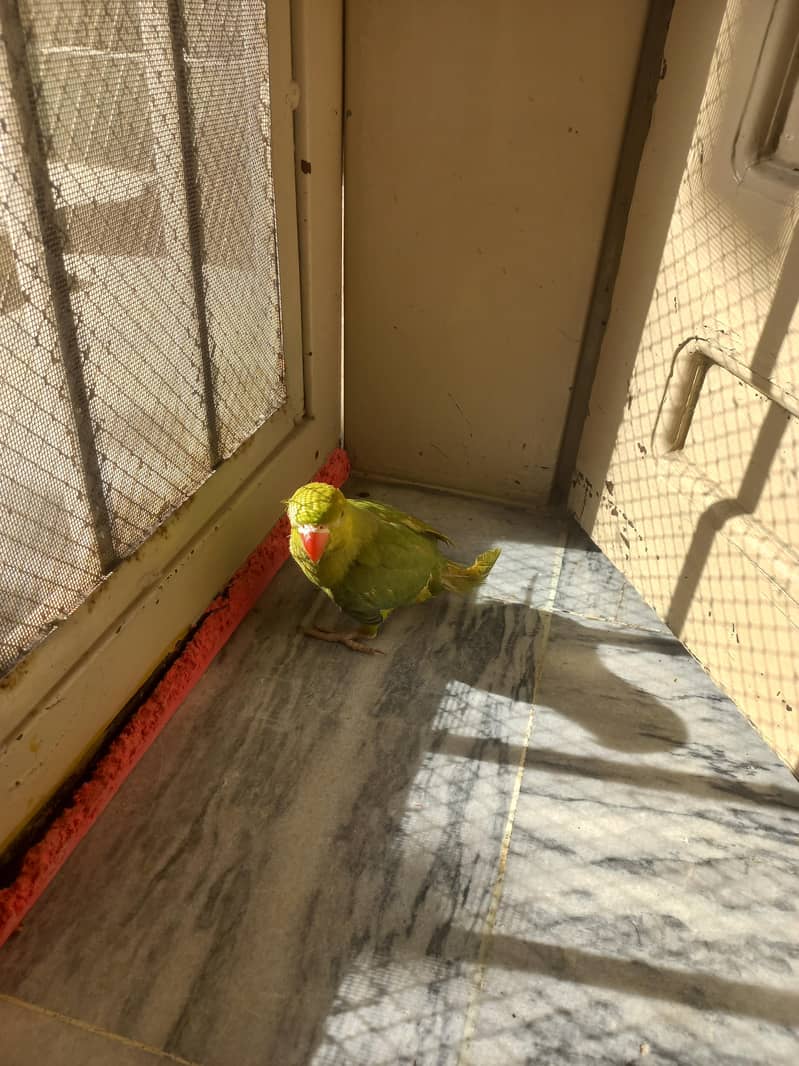 RAW PARROT PAIR 15
