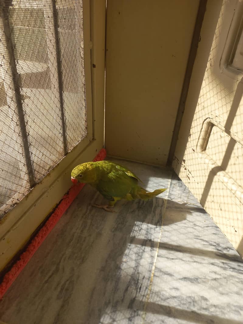 RAW PARROT PAIR 16