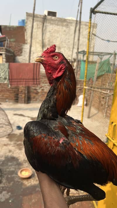 Lakha murga or mushki murgi pair for sale