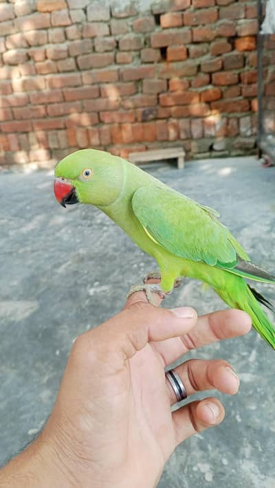 female