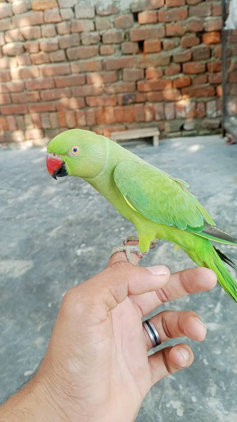 female 0