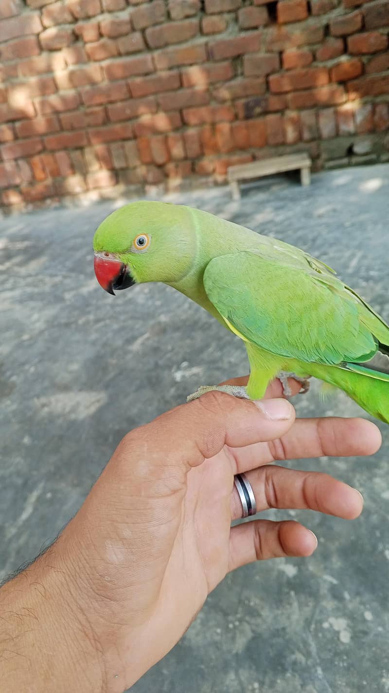 female 1