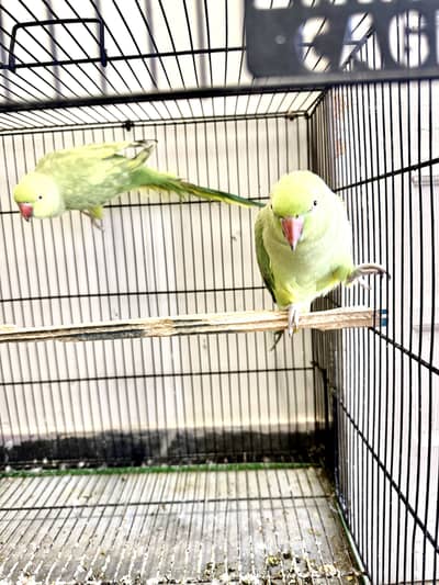 2 healthy parrots with new cage