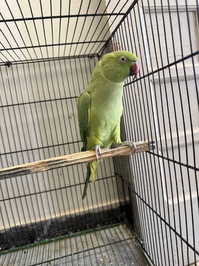 parrots with new cage